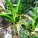 Schoenorchis paniculata - Photo (c) Shawn O'Donnell, μερικά δικαιώματα διατηρούνται (CC BY), uploaded by Shawn O'Donnell