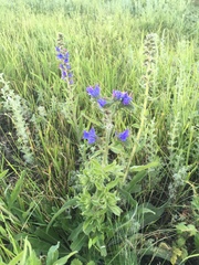 Echium vulgare