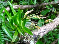 Schoenorchis paniculata
