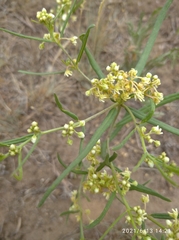 Vincetoxicum sibiricum