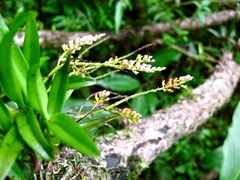 Schoenorchis paniculata