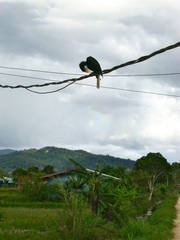 Rhyticeros undulatus