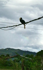 Rhyticeros undulatus