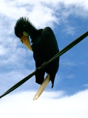 Rhyticeros undulatus