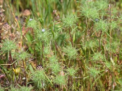 Navarretia tagetina