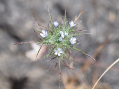 Navarretia tagetina