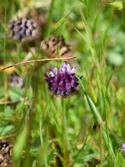 Trifolium grayi