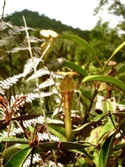 Nepenthes stenophylla