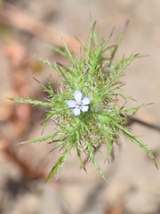 Navarretia tagetina