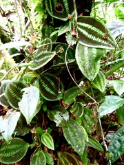 Phyllagathis