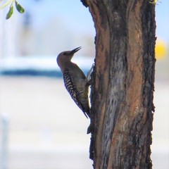 Melanerpes uropygialis