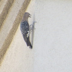 Melanerpes uropygialis