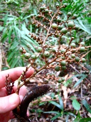 Calamus