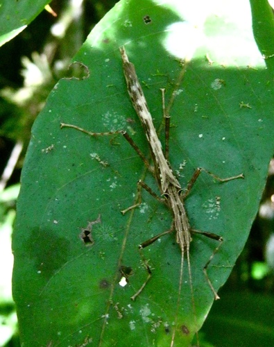 Aschiphasmatidae