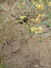 Vincetoxicum sibiricum