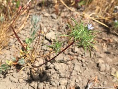 Navarretia tagetina