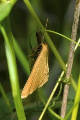 Polypogon tentacularia
