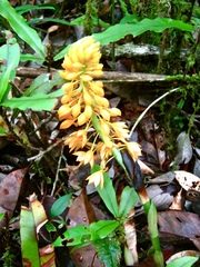 Calanthe