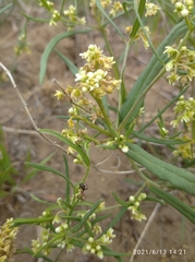 Vincetoxicum sibiricum