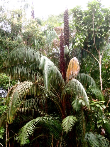 Eugeissona utilis