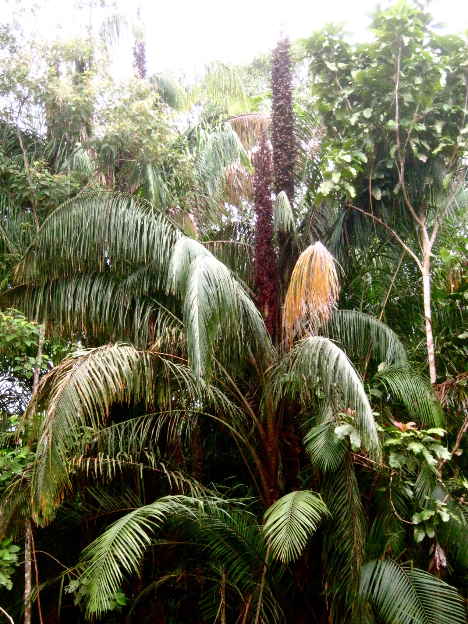 Eugeissona utilis