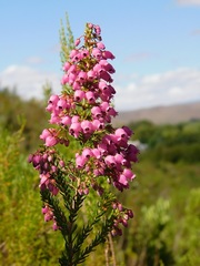 Erica lateralis