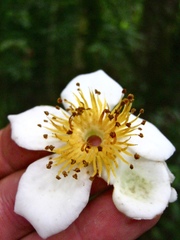 Theaceae