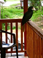 Rhyticeros undulatus