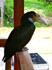 Rhyticeros undulatus