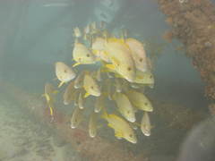Plectorhinchus multivittatus