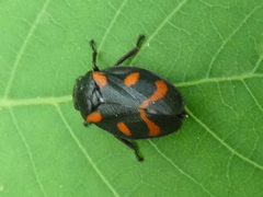 Cercopis arcuata