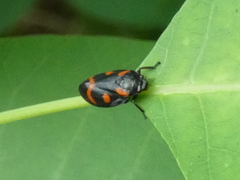 Cercopis arcuata