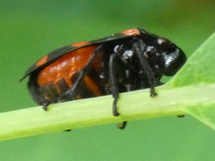 Cercopis arcuata