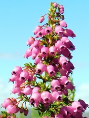 Erica lateralis