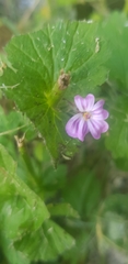 Geranium