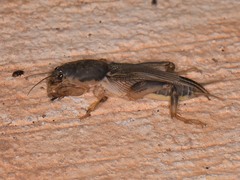 Neoscapteriscus borellii