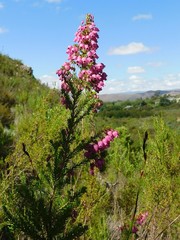 Erica lateralis