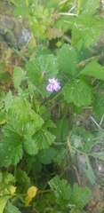 Geranium