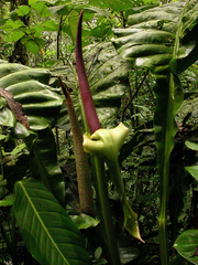 Anthurium latissimum