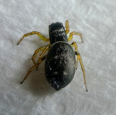 Araneae