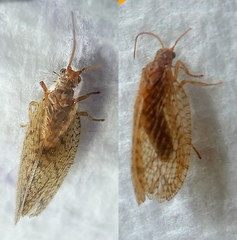 Insecta