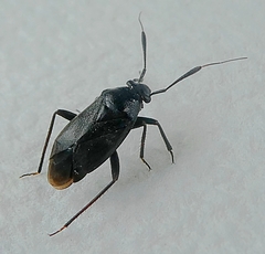 Miridae