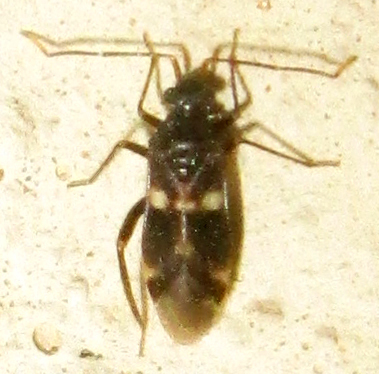 Trichophthalmocapsus