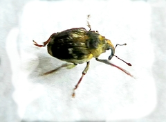 Curculionidae