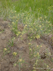 Vincetoxicum sibiricum