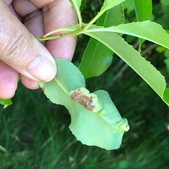 Eriophyes cerasicrumena