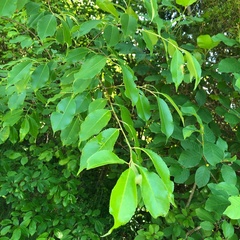 Eriophyes cerasicrumena