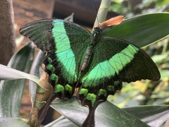 Papilio palinurus