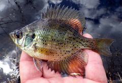 Centrarchus macropterus