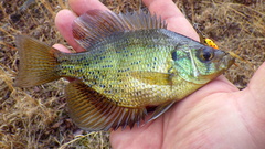 Centrarchus macropterus